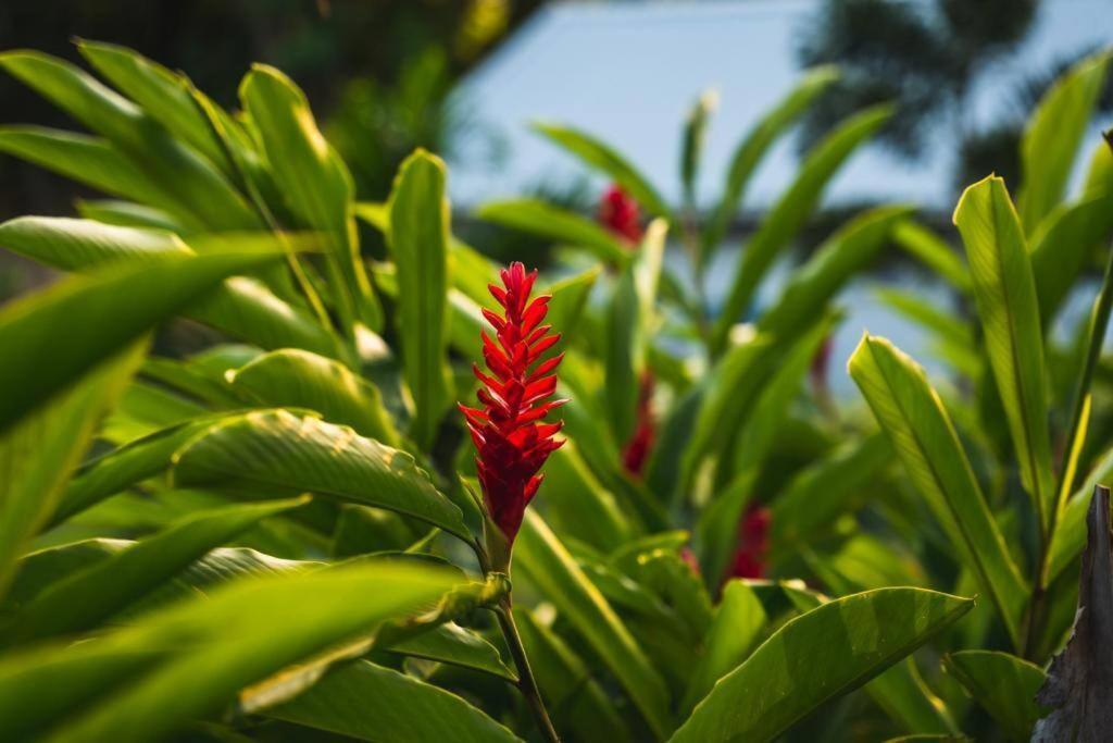 Caraibes Cottage Grenat Piscine Privee 900M De Grande Anse 德赛 外观 照片