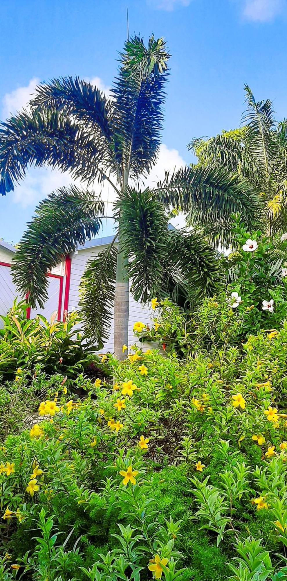 Caraibes Cottage Grenat Piscine Privee 900M De Grande Anse 德赛 外观 照片
